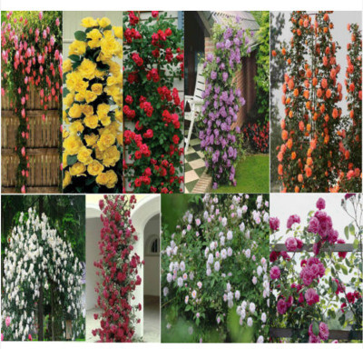 

priyathams Imported Rose Plant seeds Rare Climbing Rose Plant Seeds 9 Types Mix plant Seed(27 per packet)