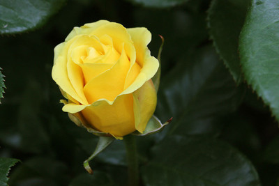 

Generic Azalea Gardens Rare yellow Rose Flower 20 Seed(20 per packet)