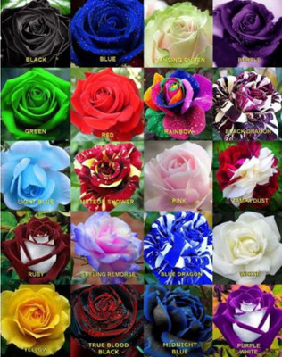 

Priyathams 100 seeds - RARE ROSE FLOWER PLANT SEEDS 20 DIFFERENT VARIETIES PLANT Seed(100 per packet)