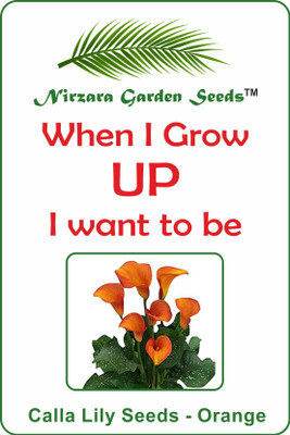 

Nirzara Garden Seeds Calla Lily Seeds - Orange Seed(30 per packet)