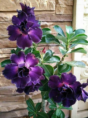 

Generic Rare Adenium Obesum Desert Rose Flower Purple Angel 10 Seed(10 per packet)