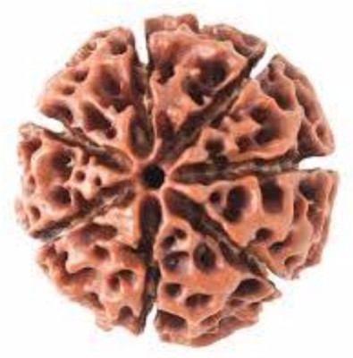 Durga gems 7 Mukhi Original Nepali Rudraksha Bead 7 Face Rudraksha beads Wood