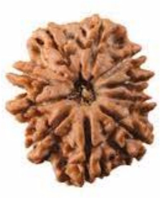 Durga gems 10 Mukhi Rudraksha Original (10 mukhi) Nepali Rudraksha Beads Wood
