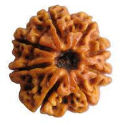 Durga gems Original Eight Face Rudraksha (8 Mukhi Rudraksha) Nepali beads Wood available at flipkart for Rs.720