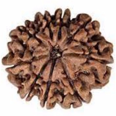 Durga gems 9 Mukhi Rudraksha Original Nepali beads Wood