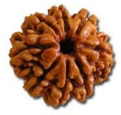 Durga gems Original Eight Face Rudraksha (8 Mukhi Rudraksha) Nepali beads Wood