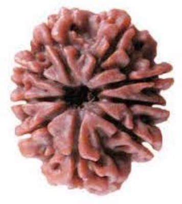 Durga gems 9 Mukhi Rudraksha Original Nepali beads Wood