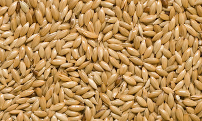 

Birds' Park Birds' Park Bird Food Natural Fresh Alpiste Canary Seed Imported Best Quality Seed … Nuts 1 kg Dry Bird Food