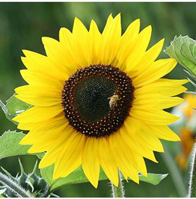 

Greenly Imported sunflower seed (20 per packet) Seed(20 per packet)