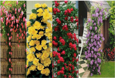 

Priyathams Rare 4 Types Climbing Rose seeds (10 seeds each) Seed(40 per packet)