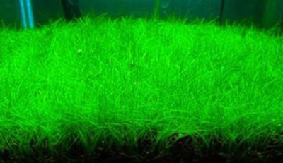 

VS GLOBAL IMPORTED AQUARIUM GRASS (1000 SEED PER POCKET) Seed(1000 per packet)