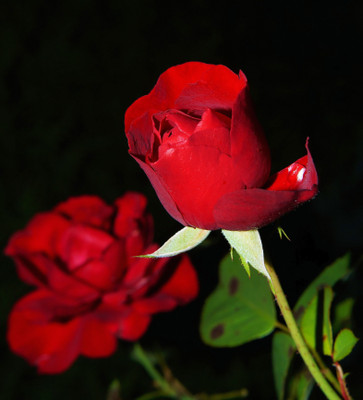 

Generic rose flower seed Seed(20 per packet)