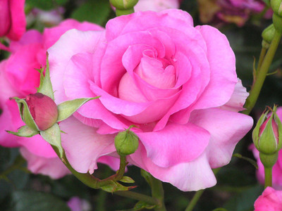 

Generic Rose flower seed Seed(20 per packet)