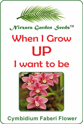 

Nirzara Garden Seeds Cymbidium Faberi Flower Seed(30 per packet)