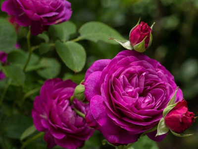 

Generic Rose flower seed Seed(20 per packet)