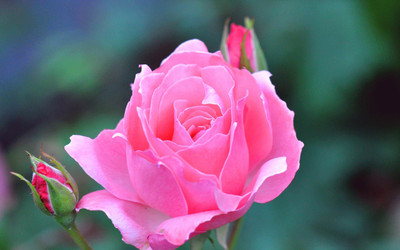 

Generic ROSE FLOWER SEED Seed(20 per packet)
