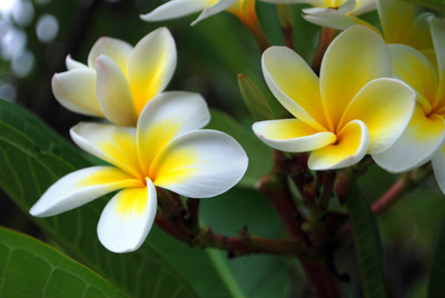 

Generic Rare Golden Yellow Plumeria frangipani flower 5 Seed(5 per packet)