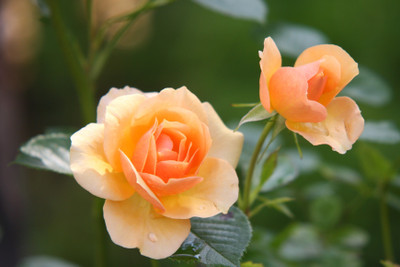 

Generic Rose flower seed Seed(20 per packet)
