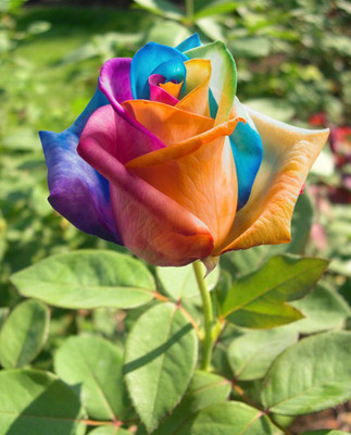 

Generic Rare Colorful Rainbow Rose Flower Home Garden 20 Seed(20 per packet)