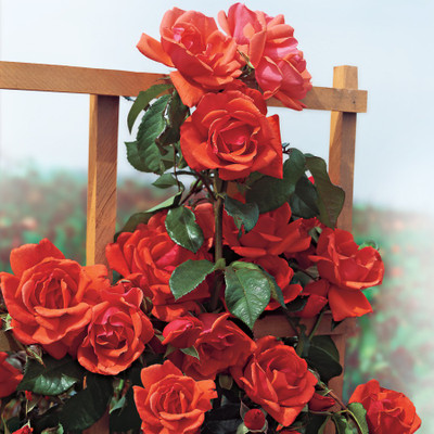 

Generic Rare Climbing Rose Blaze of Glory Orange Rose Flower 20 Seed(20 per packet)