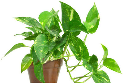 

get some deals money plant-natural airpurifier Plant(Yes Pack of 1 Foliage)