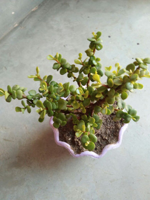 

get some deals JADE SMALL PLANT Plant(Yes Pack of 1 Bonsai)