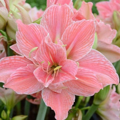 

Generic AMARYLLIS Seed(4 per packet)