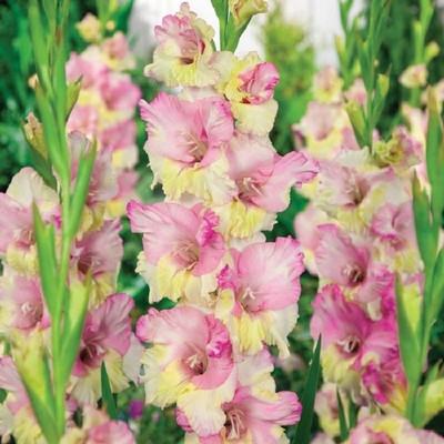 

Generic GLADIYOLA Seed(2 per packet)