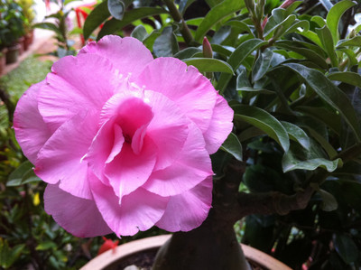 

Generic DESERTROSE Seed(10 per packet)