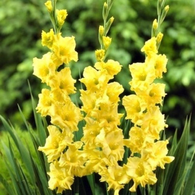 

Generic GLADIYOLA Seed(4 per packet)