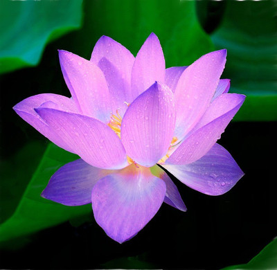 

Generic Rare Purple Color Lotus Nelumbo nucifera Indian Lotus 10 Seed(10 per packet)