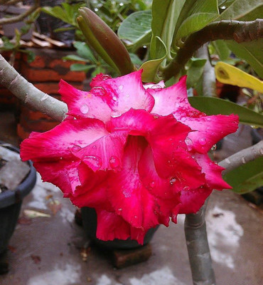 

Generic DESERTROSE Seed(10 per packet)