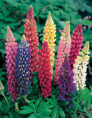 

Bio Kisan Lupin Annual Mix Seeds Seed(10 per packet)