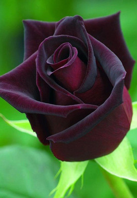 

Generic Mysterious Black Rose Flower Plant Seeds Beautiful Black Rose 20 Seed(20 per packet)
