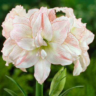 

Generic AMARYLLIS Seed(4 per packet)