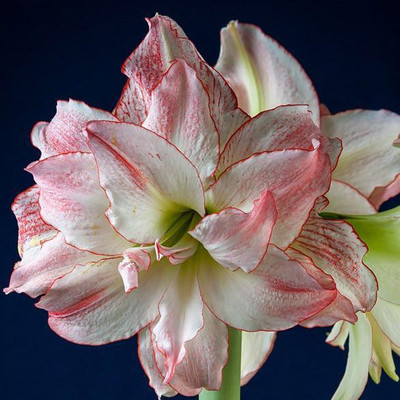 

Generic AMARYLLIS Seed(4 per packet)