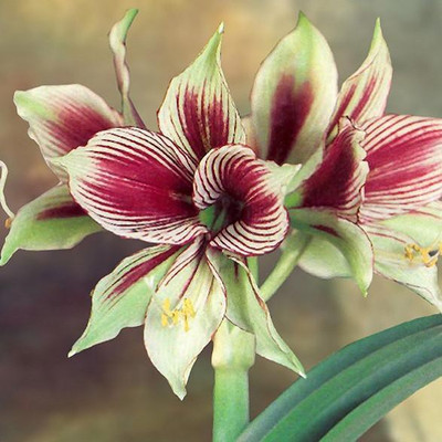 

Generic AMARYLLIS Seed(4 per packet)
