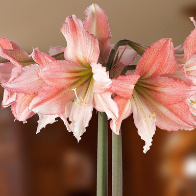 

Generic AMARYLLIS Seed(4 per packet)