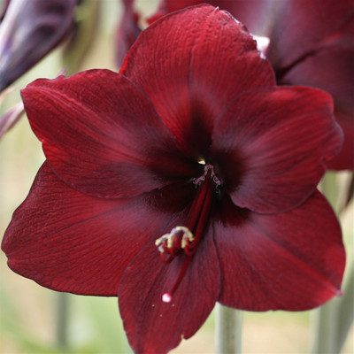 

Generic AMARYLLIS Seed(4 per packet)