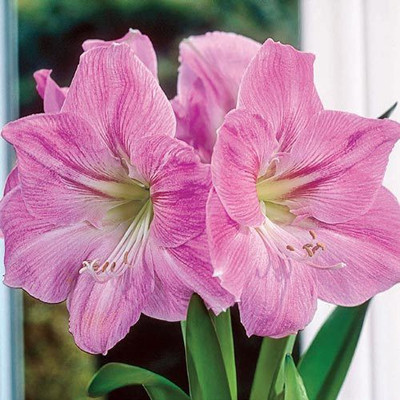 

Generic AMARYLLIS Seed(4 per packet)