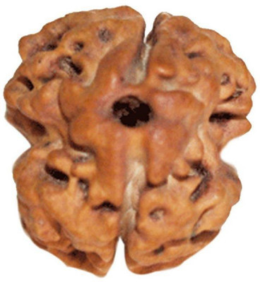 DMK Dev Bhumi Do Mukhi / Two faced Rudraksha - Lab Certified Wood Pendant