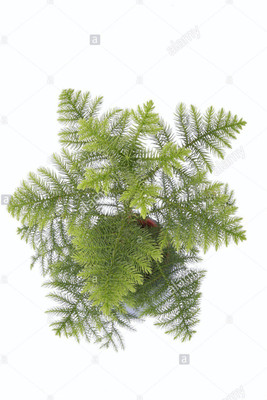 

get some deals Christmas tree Plant(Yes Pack of 1 Foliage)