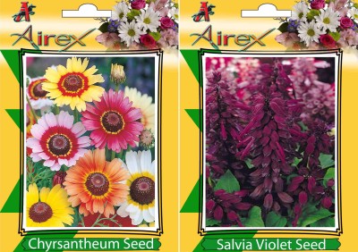 Airex Chyrsantheum and Salvia Violet Flower Seeds (Pack Of 20 Seeds * 2 Per Packet) Seed(20 per packet)
