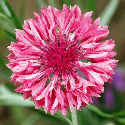 

National Gardens Red Bachelors Button Cornflower Flower Seeds Seed(20 per packet)
