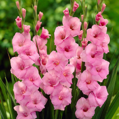

M-Tech Gardens Gladiolus Seed(2 per packet)