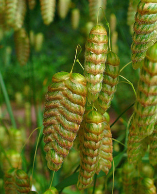 NATIONAL GARDENS Quaking Rattlesnake Ornamental Grass Seeds Seed(10 per packet)