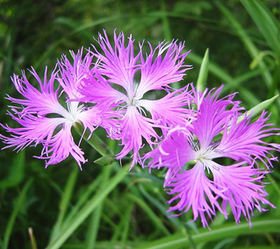 National Gardens Fringed Pinks Superbus Flower Seeds Seed(20 per packet)