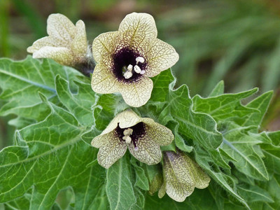 

National Gardens Black Henbane Flower Seeds Seed(10 per packet)