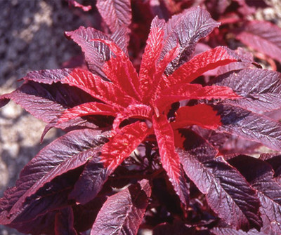 

National Gardens Molten Fire Amaranthus Flower Seeds Seed(10 per packet)