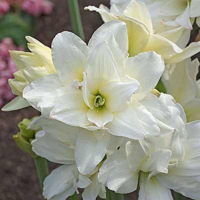 

Generic AMARYLLIS Seed(4 per packet)